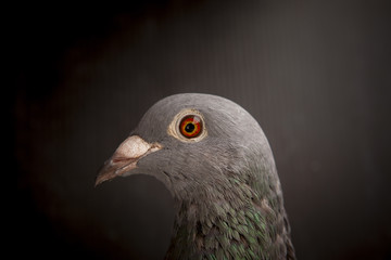 close up of beautiful eyes of speed racing pigeon bird on dark background