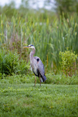 Great Blue Heron 14