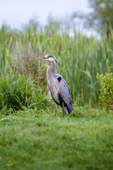 Great Blue Heron 17