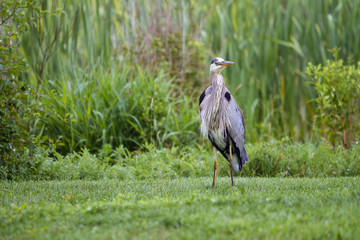 Great Blue Heron 10