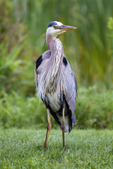 Great Blue Heron 11