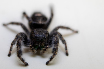 Spider Portrait
