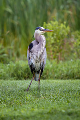 Great Blue Heron 6