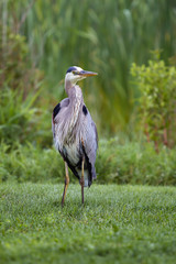 Great Blue Heron 9