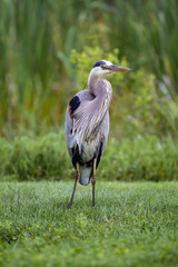 Great Blue Heron 8