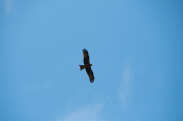 Lesser Spotted Eagle flying overhead near mount rigi in switzerland