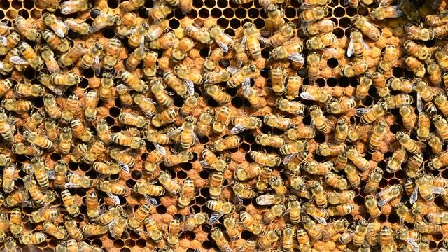 a lot of bees work in the hive timelapse