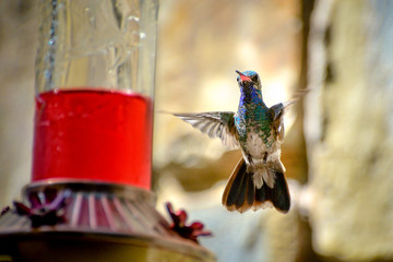 Colorful hummingbird flying  posing to the camera
