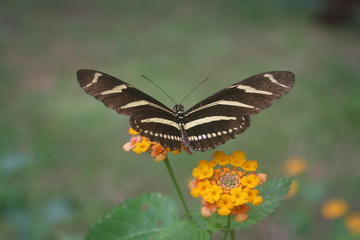 Naklejka premium Butterfly
