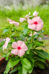 Pink Madagascar Periwinkle flowers background.