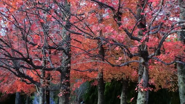見上げる、オレンジ色の紅葉