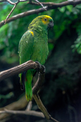 Deep Green and Yellow Plumage on a Blue Fronted Amazon Parrot on a Branch
