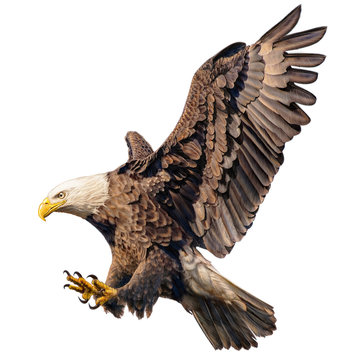 Bald eagle flying swoop attack hand draw and paint color on white background illustration.