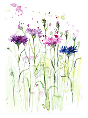 Cornflowers. Flower backdrop. Sketch. Watercolor hand drawn illustration.