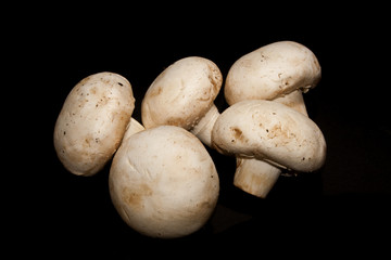 mushrooms isolated on a black background