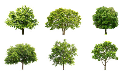 Fototapeta premium The collection of isolate trees on white background.