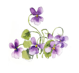Bouquet of violets. Watercolor composition. Flower backdrop. Decoration with blooming violets, hand drawing.  Illustration. - 216230381