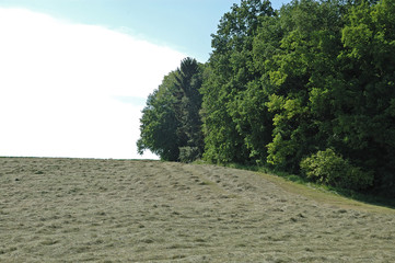 mowed grass drying on meadow
