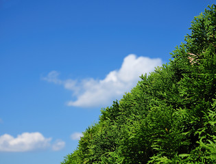 green hedge of northern white-cedar