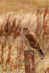 Hawk in wetlands