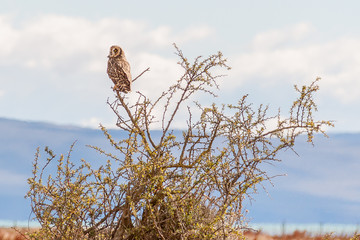 Owl in the wetlands