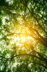 Fresh green foliage with the sun casting its rays of light through trees.