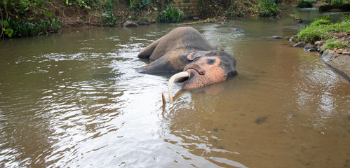 Male Asian Elephant with tusks lying in the water in Pinnawala Sri Lanka