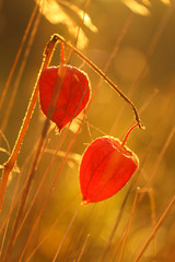physalis plant. autumnal physalis in  field grass in the sun at dawn.Chinese lantern plant. Autumn mood.Autumn season. Autumn time