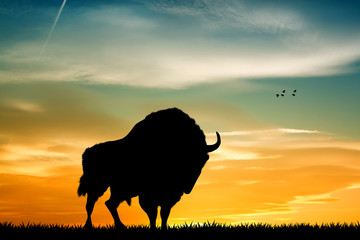 bison at sunset