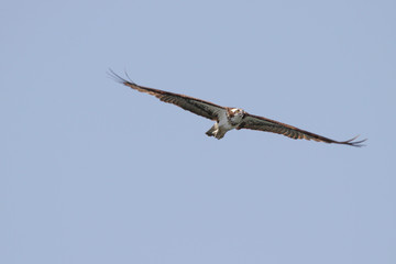 Flaming Gorge Osprey