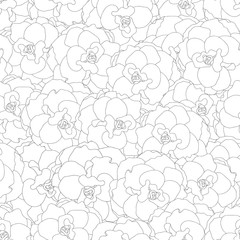 Begonia Flower, Picotee Outline Seamless Background.