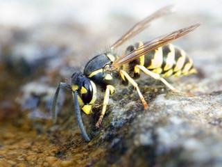 Common wasp (Vespula vulgaris)