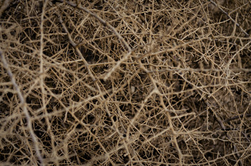 Closeup of dried twigs and thorns for background.