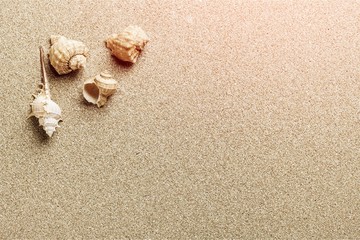 Fototapeta na wymiar Shells in the sand on the beach