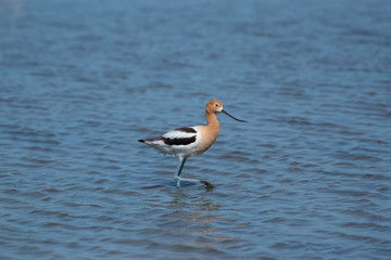 American Avocet (Recurvirostra Americana) Feeding in Napa-Sonoma Marsh