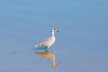 Obraz premium Whimbrel (Numenius phaeopus) Wading in Napa-Sonoma Marshes Wildlife Area