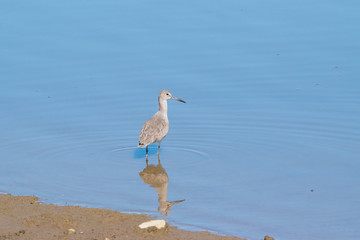 Whimbrel (Numenius phaeopus) Wading in Napa-Sonoma Marshes Wildlife Area