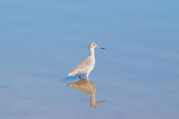 Whimbrel (Numenius phaeopus) Wading in Napa-Sonoma Marshes Wildlife Area