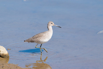 Whimbrel (Numenius phaeopus) Wading in Napa-Sonoma Marshes Wildlife Area