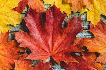 Maple leaves over rustic wooden background. The concept of fall and november.