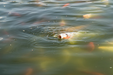 The head and the muzzle of the carp at the surface.