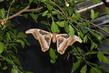 rückwärtige ansicht eines falters fotografiert in einem tropenhaus mit makroobjektiv