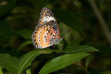 seitenansicht eines monarchfalters fotografiert in einem tropenhaus mit makroobjektiv