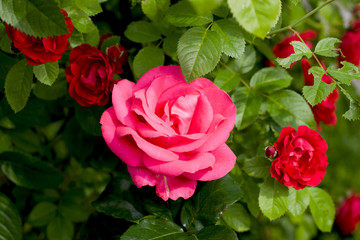Photo rose petals isolated on the natural blurred background with clipping path. Closeup. For design, texture, background. Nature.