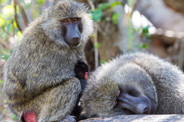 Babbuino nel parco Serengeti Africa Tanzania sdraiato all'ombra pacifico