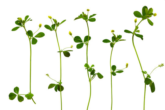 Set Of Trefoil Leaves And Small Flowers