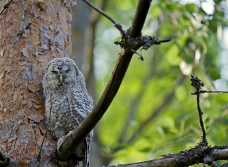 Tawny owl baby sleeping in forest