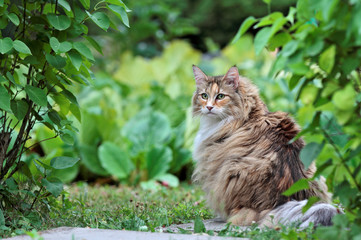 Naklejka na ściany i meble Norwegian forest cat female sitting in garden