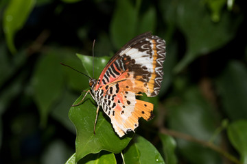 rückwärtige und seitliche ansicht eines leopardennetzflüglers fotografiert in einem tropenhaus mit makroobjektiv