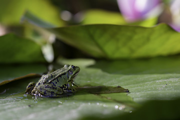 green frogs sitting on water lilies in a pond.